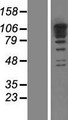 RBM19 Protein - Western validation with an anti-DDK antibody * L: Control HEK293 lysate R: Over-expression lysate