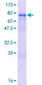 RBM23 Protein - 12.5% SDS-PAGE of human RBM23 stained with Coomassie Blue