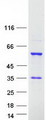 RBM23 Protein - Purified recombinant protein RBM23 was analyzed by SDS-PAGE gel and Coomassie Blue Staining