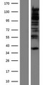 RBM27 Protein - Western validation with an anti-DDK antibody * L: Control HEK293 lysate R: Over-expression lysate