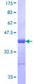 RBMXL2 Protein - 12.5% SDS-PAGE Stained with Coomassie Blue.