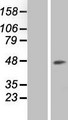RCL1 Protein - Western validation with an anti-DDK antibody * L: Control HEK293 lysate R: Over-expression lysate