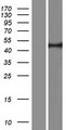 RECQ5 / RECQL5 Protein - Western validation with an anti-DDK antibody * L: Control HEK293 lysate R: Over-expression lysate