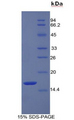 REG3A Protein - Recombinant Regenerating Islet Derived Protein 3 Alpha By SDS-PAGE