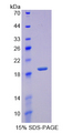 REG3G Protein - Recombinant  Regenerating Islet Derived Protein 3 Gamma By SDS-PAGE