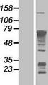 RELA / NFKB p65 Protein - Western validation with an anti-DDK antibody * L: Control HEK293 lysate R: Over-expression lysate