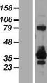 RELL2 Protein - Western validation with an anti-DDK antibody * L: Control HEK293 lysate R: Over-expression lysate