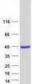 REM1 / REM-1 Protein - Purified recombinant protein REM1 was analyzed by SDS-PAGE gel and Coomassie Blue Staining