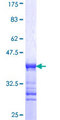 REPS2 Protein - 12.5% SDS-PAGE Stained with Coomassie Blue.