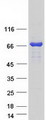 REPS2 Protein - Purified recombinant protein REPS2 was analyzed by SDS-PAGE gel and Coomassie Blue Staining