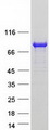 REPS2 Protein - Purified recombinant protein REPS2 was analyzed by SDS-PAGE gel and Coomassie Blue Staining