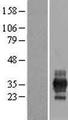 RFPL1 Protein - Western validation with an anti-DDK antibody * L: Control HEK293 lysate R: Over-expression lysate