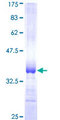 RFPL1 Protein - 12.5% SDS-PAGE Stained with Coomassie Blue.