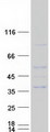RFPL1 Protein - Purified recombinant protein RFPL1 was analyzed by SDS-PAGE gel and Coomassie Blue Staining