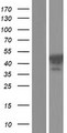 RFPL2 Protein - Western validation with an anti-DDK antibody * L: Control HEK293 lysate R: Over-expression lysate