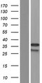 RFPL4A Protein - Western validation with an anti-DDK antibody * L: Control HEK293 lysate R: Over-expression lysate