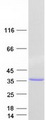 RFPL4A Protein - Purified recombinant protein RFPL4A was analyzed by SDS-PAGE gel and Coomassie Blue Staining