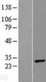 RFPL4B Protein - Western validation with an anti-DDK antibody * L: Control HEK293 lysate R: Over-expression lysate