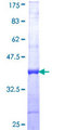 RFPL4B Protein - 12.5% SDS-PAGE Stained with Coomassie Blue.