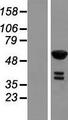 RFTN2 Protein - Western validation with an anti-DDK antibody * L: Control HEK293 lysate R: Over-expression lysate