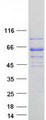RFTN2 Protein - Purified recombinant protein RFTN2 was analyzed by SDS-PAGE gel and Coomassie Blue Staining
