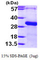 RGS19 Protein