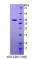 RGS19 Protein - Recombinant Regulator Of G Protein Signaling 19 By SDS-PAGE