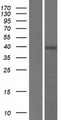 RGS7BP Protein - Western validation with an anti-DDK antibody * L: Control HEK293 lysate R: Over-expression lysate