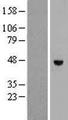 RHBDL1 Protein - Western validation with an anti-DDK antibody * L: Control HEK293 lysate R: Over-expression lysate