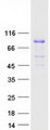 RHOT2 Protein - Purified recombinant protein RHOT2 was analyzed by SDS-PAGE gel and Coomassie Blue Staining