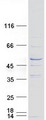 RIBC1 Protein - Purified recombinant protein RIBC1 was analyzed by SDS-PAGE gel and Coomassie Blue Staining