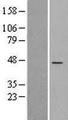 RIC3 Protein - Western validation with an anti-DDK antibody * L: Control HEK293 lysate R: Over-expression lysate