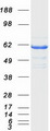 RIC8A Protein - Purified recombinant protein RIC8A was analyzed by SDS-PAGE gel and Coomassie Blue Staining