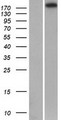 RIMS1 / RIM Protein - Western validation with an anti-DDK antibody * L: Control HEK293 lysate R: Over-expression lysate