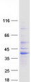 RIMS3 Protein - Purified recombinant protein RIMS3 was analyzed by SDS-PAGE gel and Coomassie Blue Staining