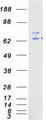 RIOK1 Protein - Purified recombinant protein RIOK1 was analyzed by SDS-PAGE gel and Coomassie Blue Staining