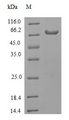 RIPK3 / RIP3 Protein - (Tris-Glycine gel) Discontinuous SDS-PAGE (reduced) with 5% enrichment gel and 15% separation gel.