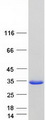 RIPPLY3 / DSCR6 Protein - Purified recombinant protein RIPPLY3 was analyzed by SDS-PAGE gel and Coomassie Blue Staining