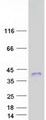 RITA1 / C12orf52 Protein - Purified recombinant protein RITA1 was analyzed by SDS-PAGE gel and Coomassie Blue Staining