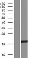 RMI2 / C16orf75 Protein - Western validation with an anti-DDK antibody * L: Control HEK293 lysate R: Over-expression lysate