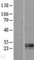 RNASE11 Protein - Western validation with an anti-DDK antibody * L: Control HEK293 lysate R: Over-expression lysate