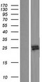 RNASE9 Protein - Western validation with an anti-DDK antibody * L: Control HEK293 lysate R: Over-expression lysate