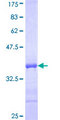 RNF122 Protein - 12.5% SDS-PAGE Stained with Coomassie Blue.