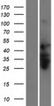 RNF135 Protein - Western validation with an anti-DDK antibody * L: Control HEK293 lysate R: Over-expression lysate