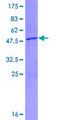 RNF135 Protein - 12.5% SDS-PAGE of human RNF135 stained with Coomassie Blue
