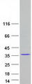 RNF135 Protein - Purified recombinant protein RNF135 was analyzed by SDS-PAGE gel and Coomassie Blue Staining