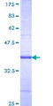 RNF14 / ARA54 Protein - 12.5% SDS-PAGE Stained with Coomassie Blue.