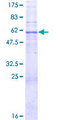 RNF148 Protein - 12.5% SDS-PAGE of human RNF148 stained with Coomassie Blue