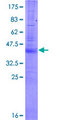 RNF165 Protein - 12.5% SDS-PAGE Stained with Coomassie Blue