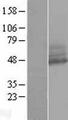 RNF167 Protein - Western validation with an anti-DDK antibody * L: Control HEK293 lysate R: Over-expression lysate